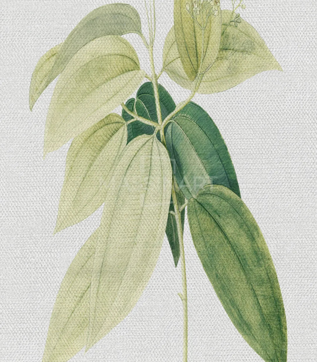 Floral Tendrils